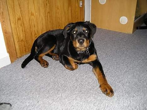 Rottweiler Flicka RIP billede 1
