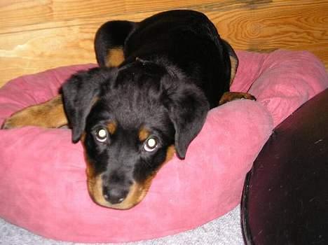 Rottweiler Flicka RIP billede 5
