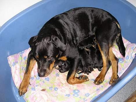 Rottweiler Flicka RIP billede 6