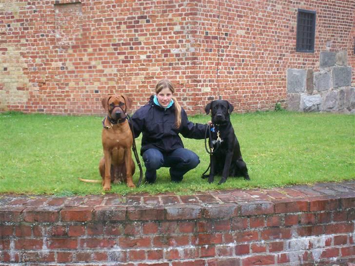 Rhodesian ridgeback Qenzo *Død*  -  qenzo,tyson og mig sammen ved sønderborg slot billede 1