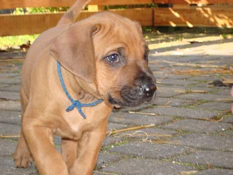 Rhodesian ridgeback Qenzo *Død*  - Qenzo på kennelen billede 3