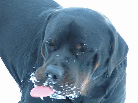 Rottweiler Mr.ChesterField  (09) - Min geniale hund :P billede 18