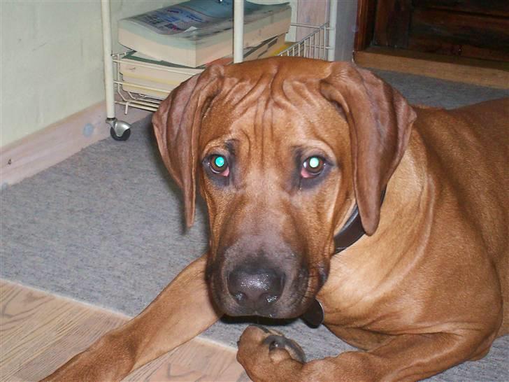 Rhodesian ridgeback Qenzo *Død*  -  er jeg ikke blevet stor billede 5