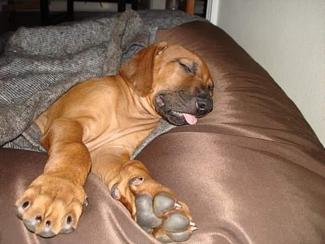 Rhodesian ridgeback Qenzo *Død*  - fuck jeg er træt  billede 6