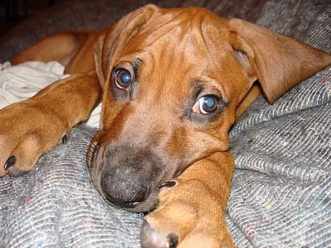 Rhodesian ridgeback Qenzo *Død*  - kigger lige  billede 9