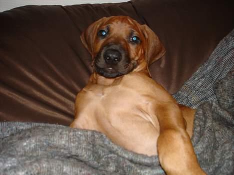 Rhodesian ridgeback Qenzo *Død*  - jeg hygger mig billede 10