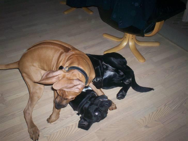 Rhodesian ridgeback Qenzo *Død*  - de to store hunde leger lige lidt *nyt* billede 11