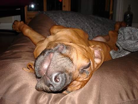 Rhodesian ridgeback Qenzo *Død*  - jeg kan godt lide at hygge på min sække pude  billede 12