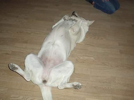 Hvid Schweizisk Hyrdehund Bonnie billede 6