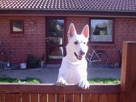 Hvid Schweizisk Hyrdehund Bonnie billede 7