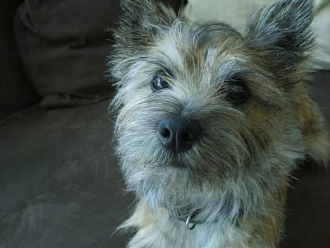 Cairn terrier Oscar billede 18