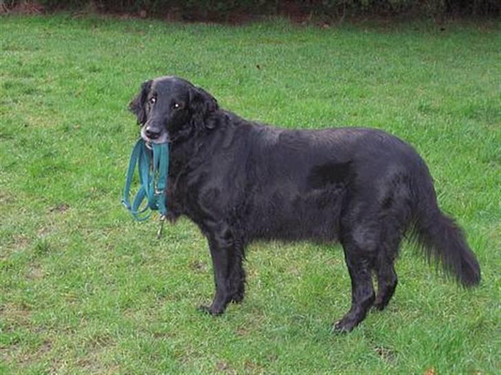Flat coated retriever Bonnie * I Himlen * - Bonse er så dygtig <3 billede 10