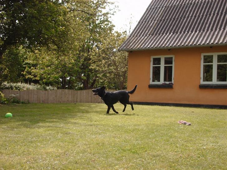 Labrador retriever Cora billede 14