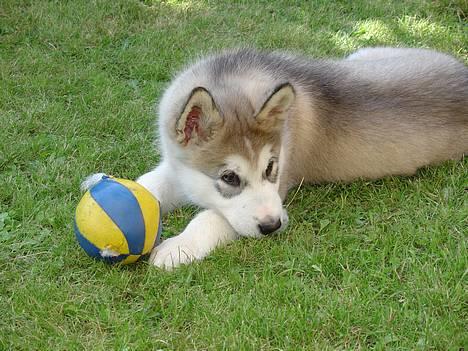 Alaskan malamute AKJAQ - Akjaq 8 uger billede 1