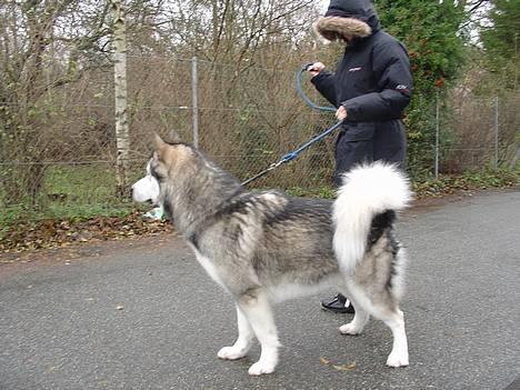 Alaskan malamute AKJAQ billede 2