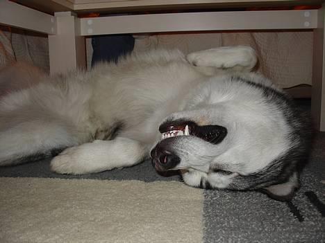 Alaskan malamute AKJAQ - 2 uger billede 3