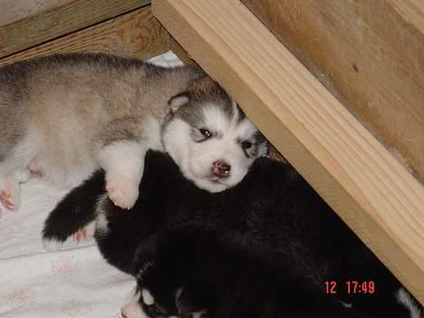 Alaskan malamute AKJAQ - 4 uger billede 5