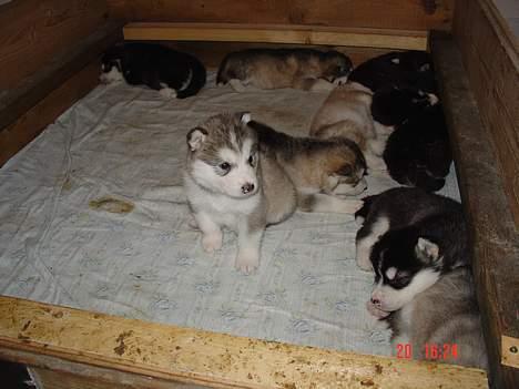 Alaskan malamute AKJAQ - 4 uger billede 6