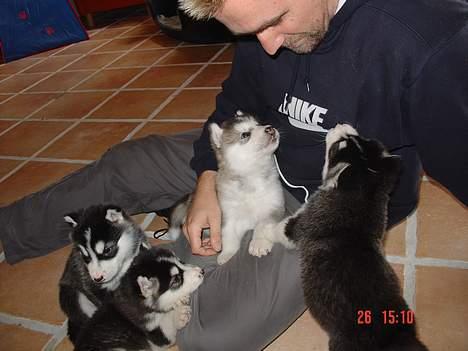 Alaskan malamute AKJAQ - 5 uger billede 7