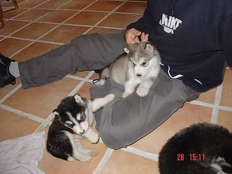 Alaskan malamute AKJAQ - 5 uger billede 8