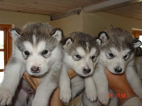 Alaskan malamute AKJAQ - 5 uger sammen med bror og søster billede 9