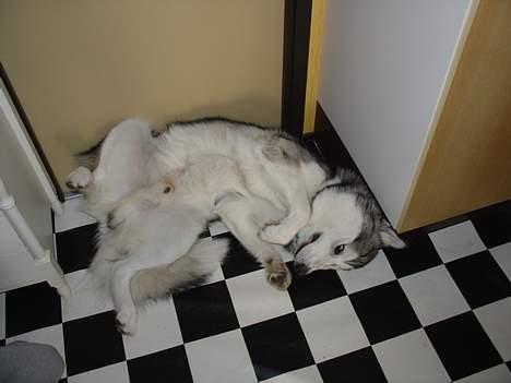 Alaskan malamute AKJAQ billede 10