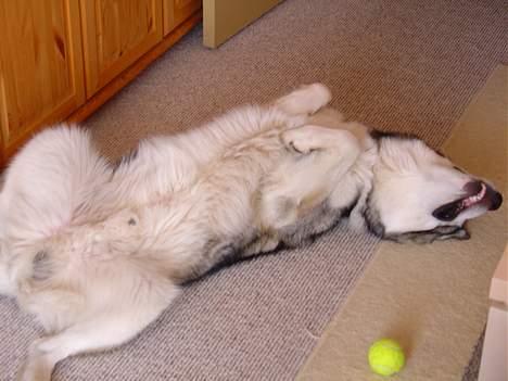 Alaskan malamute AKJAQ billede 11