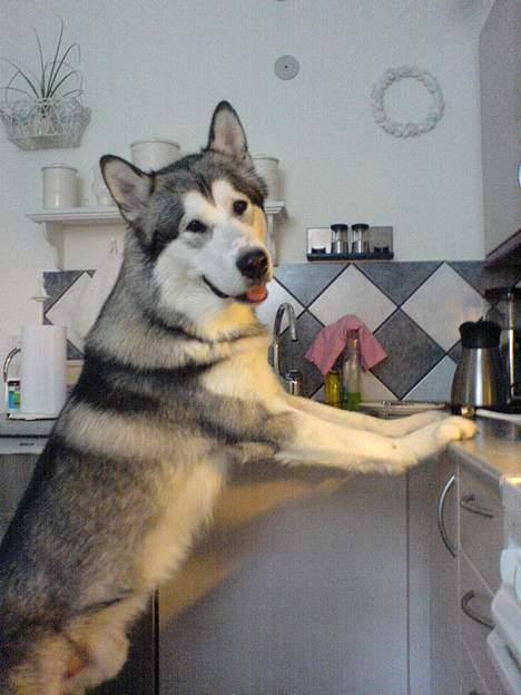 Alaskan malamute AKJAQ - er blevet lidt tynd så jeg laver selv lidt mad billede 12