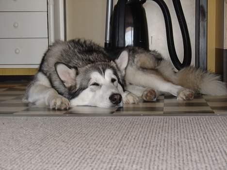 Alaskan malamute AKJAQ billede 13