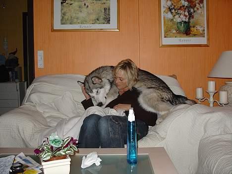 Alaskan malamute AKJAQ - flyt dig jeg vil ligge her min sofa billede 14