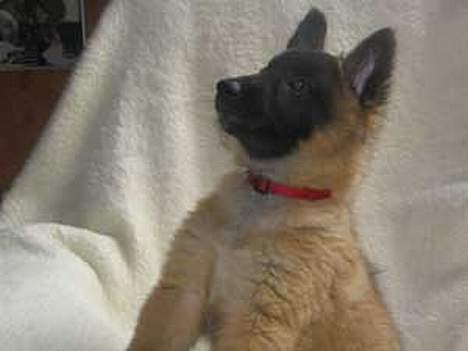 Tervueren Dream-ami Attica billede 1