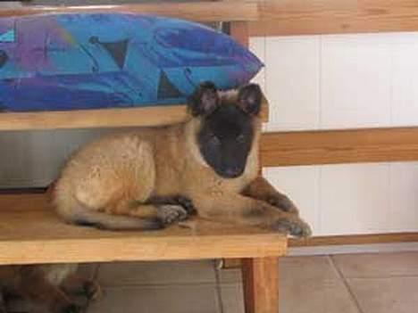 Tervueren Dream-ami Attica billede 2