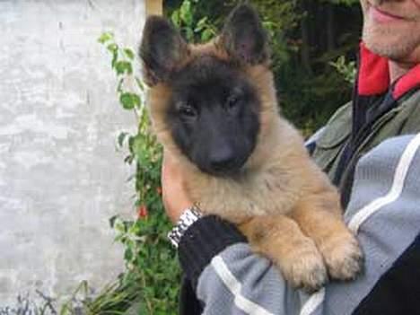 Tervueren Dream-ami Attica billede 3