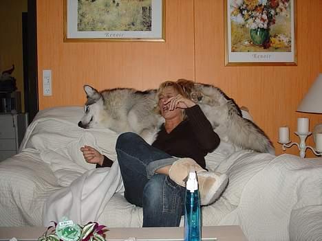 Alaskan malamute AKJAQ - Gå væk eller du kan lære det billede 15