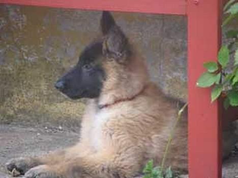 Tervueren Dream-ami Attica billede 4