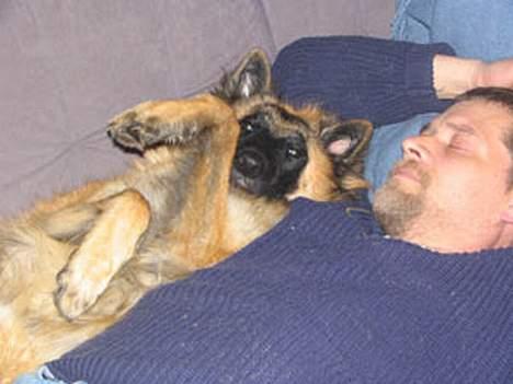 Tervueren Dream-ami Attica billede 5