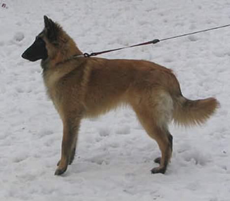 Tervueren Dream-ami Attica billede 6