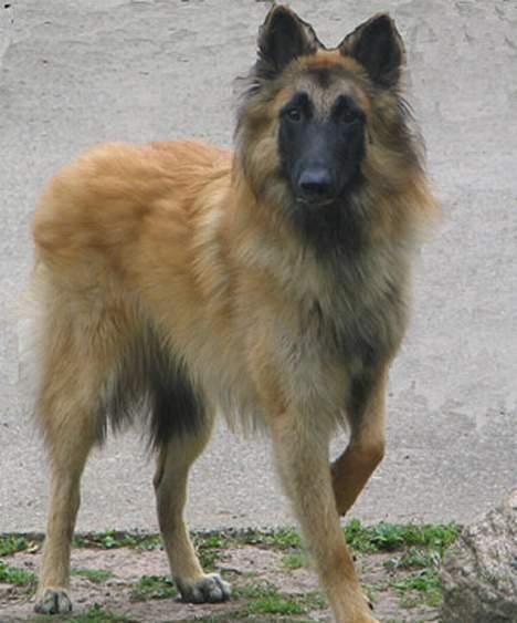 Tervueren Dream-ami Attica billede 7