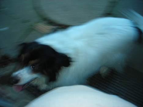 Blanding af racer bamse - mig i fuld fart  billede 3