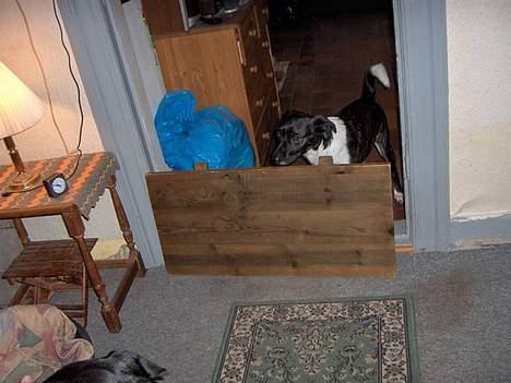 Blanding af racer Oskar - Hvil i fred! - skal lige til at springe over det her meget lille spring billede 4