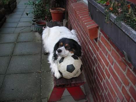 Blanding af racer bamse - det er kun MIN bold  billede 5