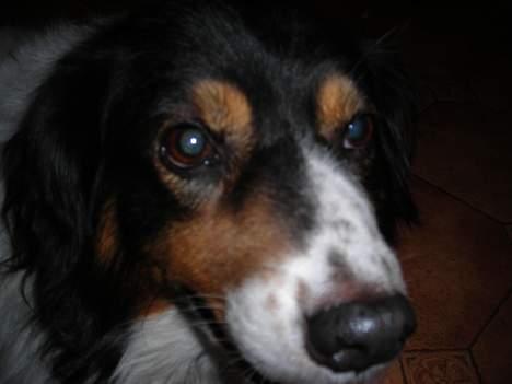 Blanding af racer bamse - nærbilede af MIG  billede 7