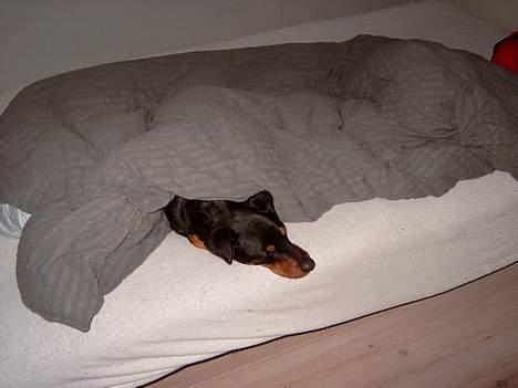 Tysk jagtterrier Balto (død) billede 15