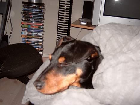 Tysk jagtterrier Balto (død) billede 16