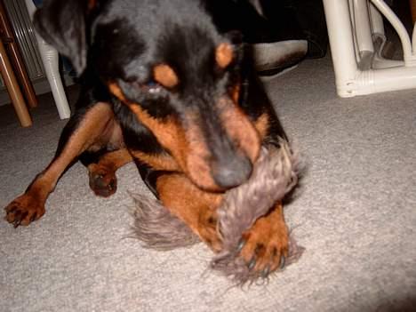 Tysk jagtterrier Balto (død) billede 17