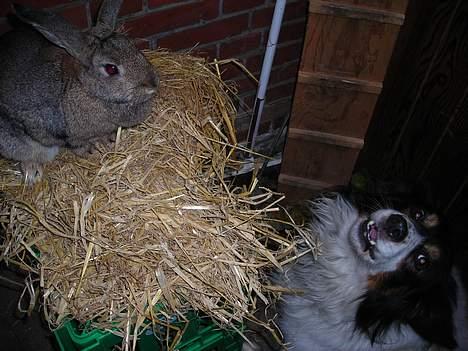 Blanding af racer bamse - hvad er det for en  sjov ting der  oppe (bare en vits) billede 8