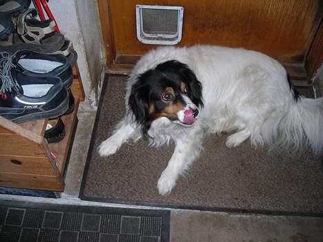 Blanding af racer bamse - det var en dejlig hunde kiks billede 9