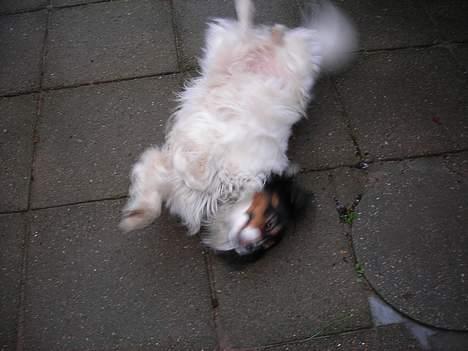 Blanding af racer bamse - se jeg kan rulle rundt  billede 10