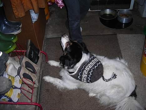 Blanding af racer bamse - nu har jeg fået hue på billede 13