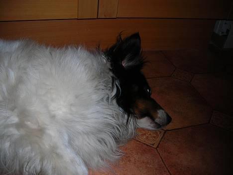 Blanding af racer bamse - farvel for denne gang  bye bye billede 14